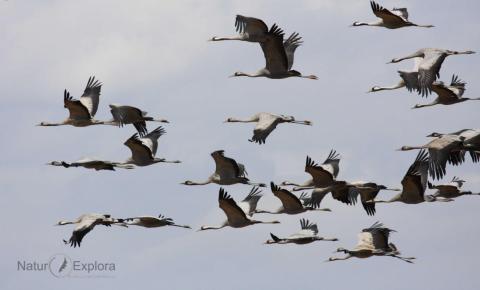 Grullas: el espectáculo de las aves migratorias 