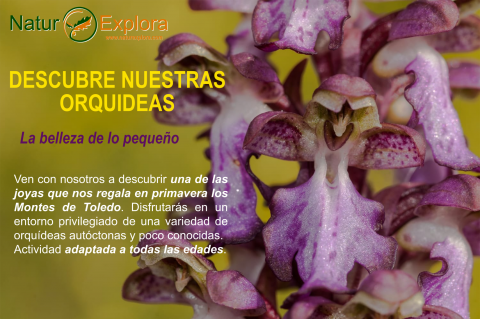 Descubre las orquídeas autócnotas de nuestra región. Te sorprenderán