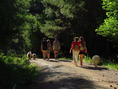 Personas de espaldas practicando senderismo en medio de un bosque frondoso con perros.
