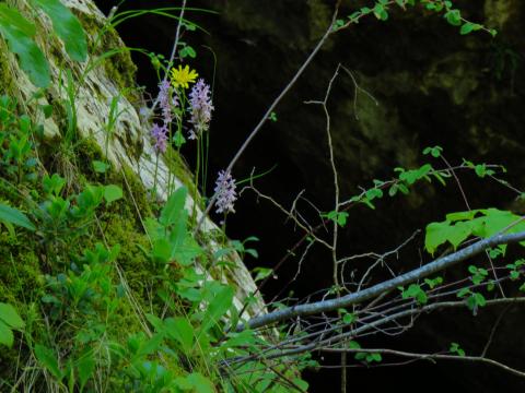 Piedra cubierta de vegetación, musgo y flores