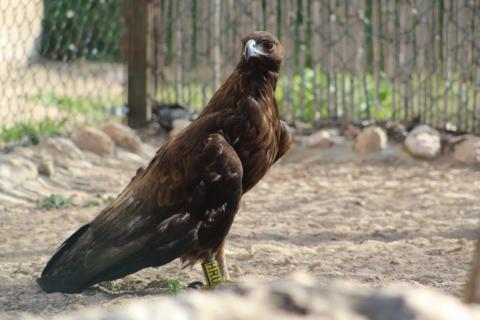 águila real