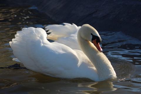 cisne