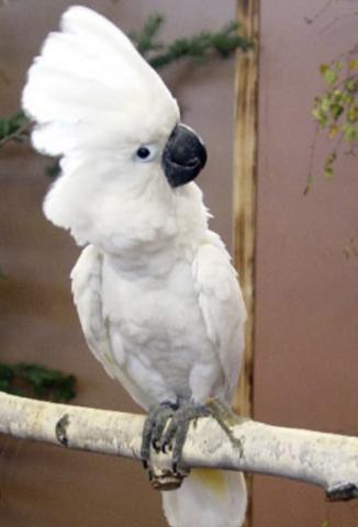 cacatúa alba