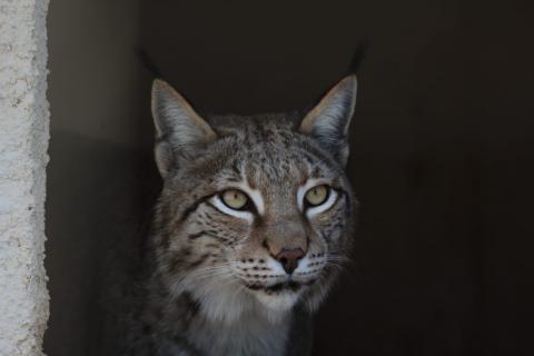 lince